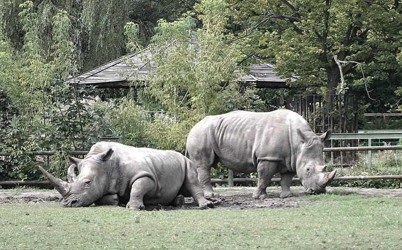Jak dojechać do zoo w Chorzowie? Trasy, parking i komunikacja miejska