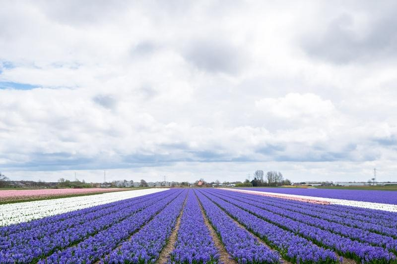 Jak dojechać z Amsterdamu do Keukenhof? Trasy, ceny i czas przejazdu