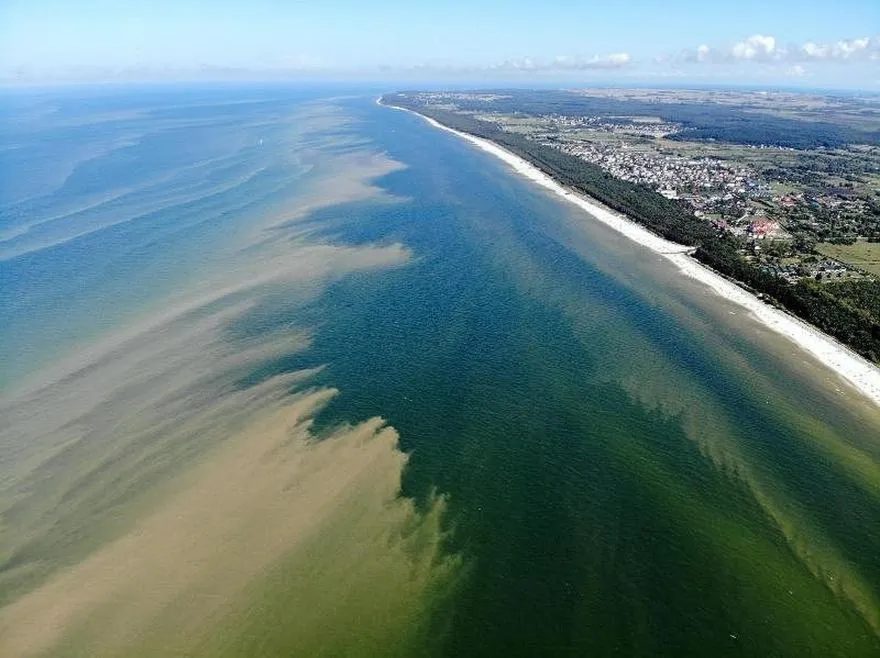 Sinice w Bałtyku – jak je rozpoznać i co zrobić, gdy spotkasz je na plaży?