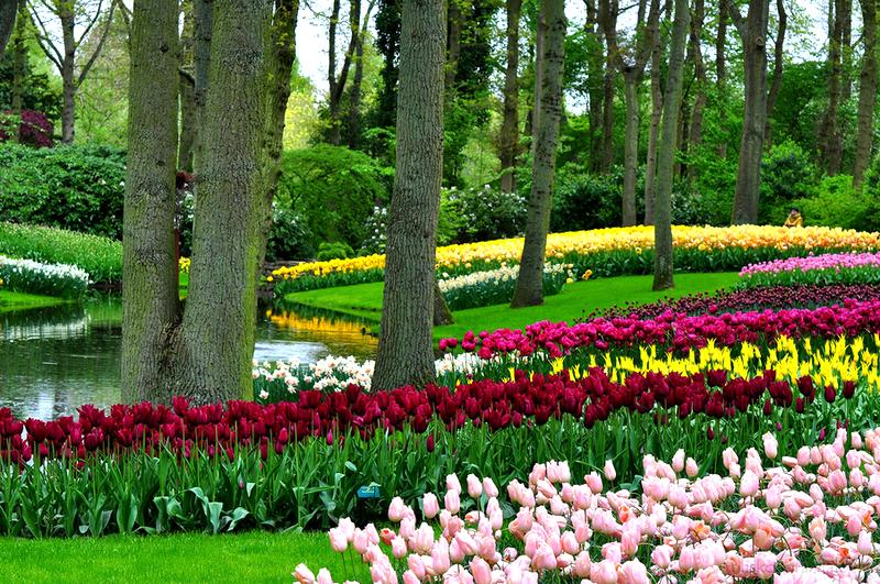 Ceny biletów do Keukenhof