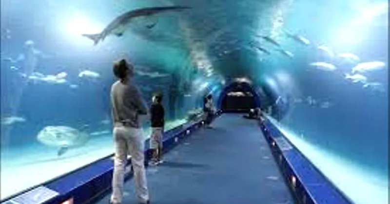 Ceny biletów do Oceanarium