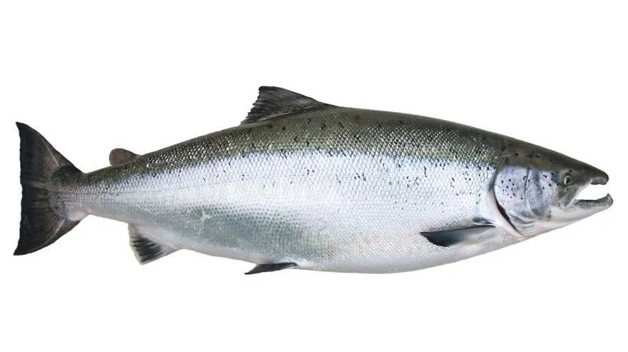 Łosoś bałtycki