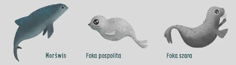 Zwierzęta Bałtyku